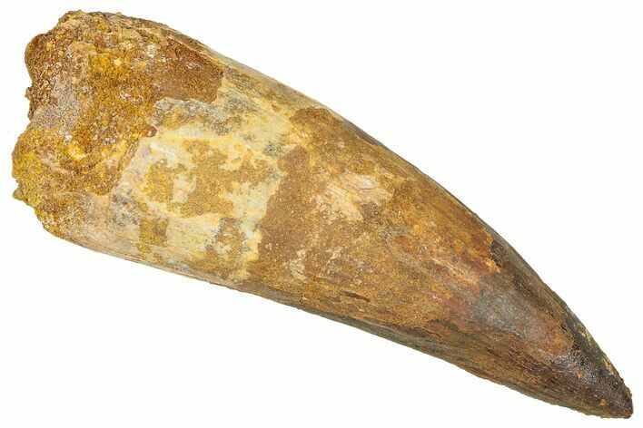 Bargain, Real Fossil Spinosaurus Tooth - Composite Tooth #365666